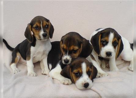 Beagle Welpen