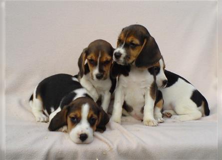 Beagle Welpen