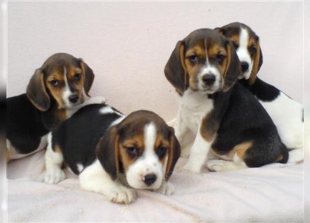 Beagle Welpen