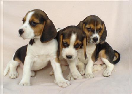 Beagle Welpen