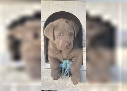 Labrador Welpen in der Farbe Silber mit Ahnentafel!