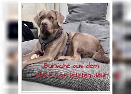 Labrador Welpen in der Farbe Silber mit Ahnentafel!