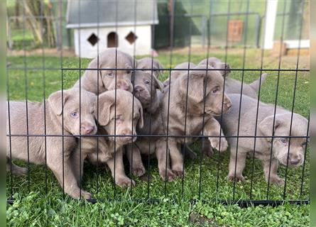 Labrador Welpen in der Farbe Silber mit Ahnentafel!