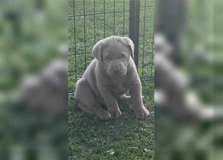 Labrador Welpen in der Farbe Silber mit Ahnentafel!