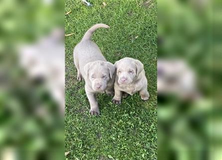 Labrador Welpen in der Farbe Silber mit Ahnentafel!