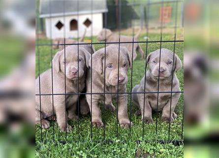 Labrador Welpen in der Farbe Silber mit Ahnentafel!