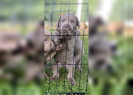 Labrador Welpen in der Farbe Silber mit Ahnentafel!