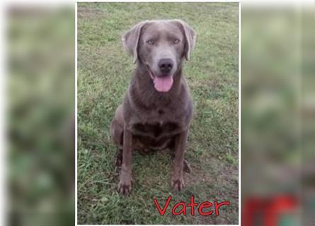 Labrador Welpen in der Farbe Silber mit Ahnentafel!