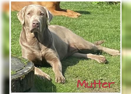 Labrador Welpen in der Farbe Silber mit Ahnentafel!