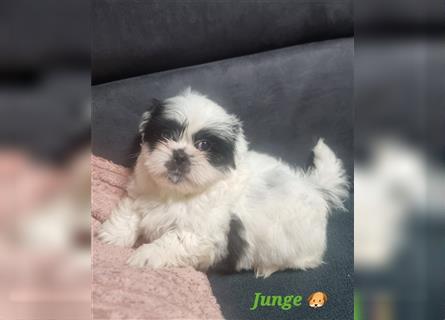 Shihtzu Rüde  ( Reinrassig)