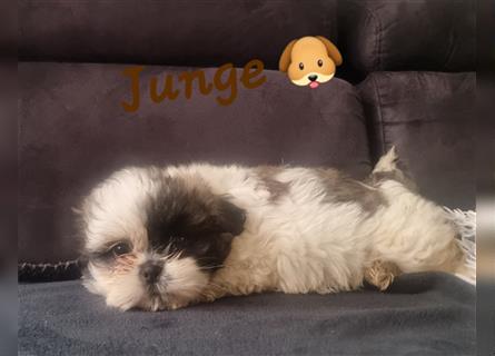 Shihtzu Welpen