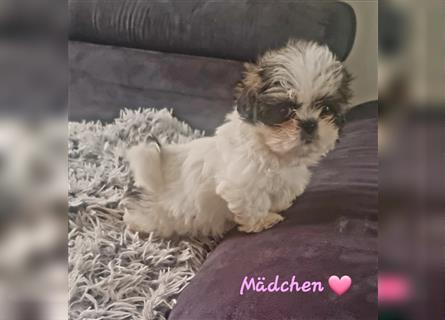 Shihtzu Welpen