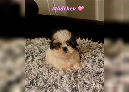 Shihtzu Welpen