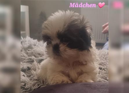 Shihtzu Welpen