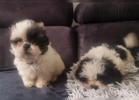 Shihtzu Welpen