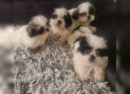 Shihtzu Welpen