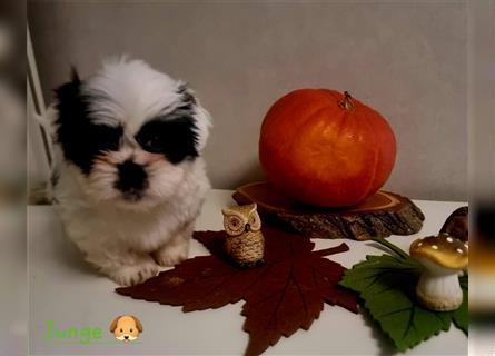 Shihtzu Welpen