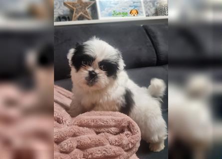 Shihtzu Rüde  ( Reinrassig)