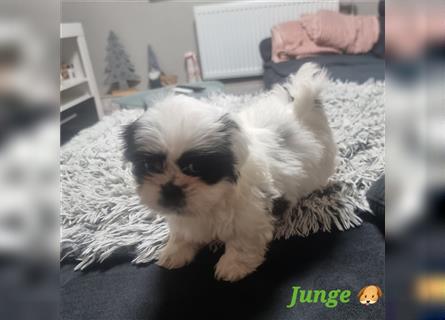 Shihtzu Rüde  ( Reinrassig)