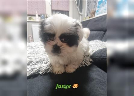 Shihtzu Rüde  ( Reinrassig)