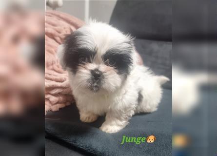 Shihtzu Rüde  ( Reinrassig)