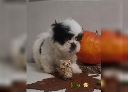 Shihtzu Welpen