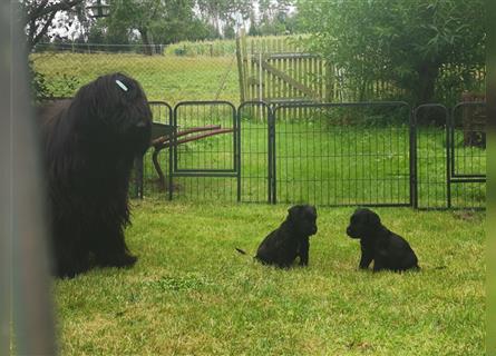 Schwarze Briardwelpen aus VDH-Zucht