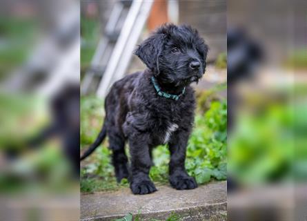 Schwarze Briardwelpen aus VDH-Zucht