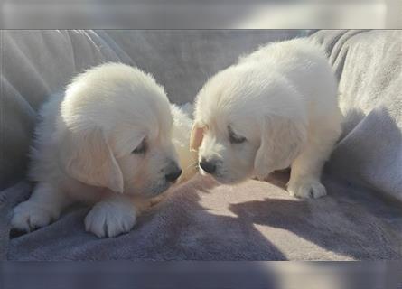 Wunderschöne, beim AKC registrierte Golden Retriever-Welpen. Welpen ab sofort verfügbar.