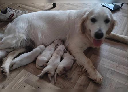 Wunderschöne, beim AKC registrierte Golden Retriever-Welpen. Welpen ab sofort verfügbar.