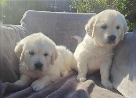 Wunderschöne, beim AKC registrierte Golden Retriever-Welpen. Welpen ab sofort verfügbar.