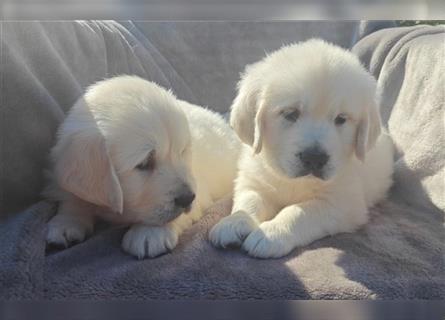 Wunderschöne, beim AKC registrierte Golden Retriever-Welpen. Welpen ab sofort verfügbar.