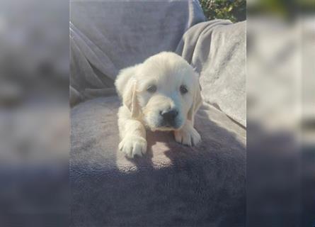 Wunderschöne, beim AKC registrierte Golden Retriever-Welpen. Welpen ab sofort verfügbar.