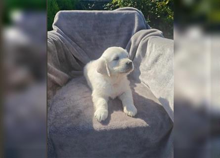 Wunderschöne, beim AKC registrierte Golden Retriever-Welpen. Welpen ab sofort verfügbar.