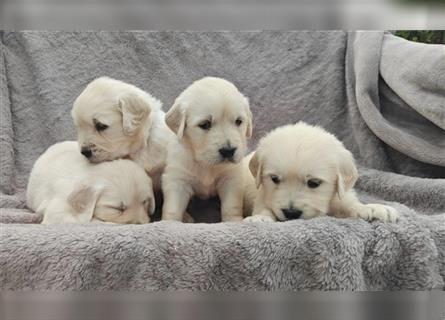 Wunderschöne, beim AKC registrierte Golden Retriever-Welpen. Welpen ab sofort verfügbar.