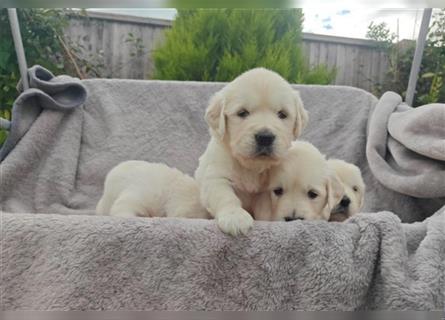 Wunderschöne, beim AKC registrierte Golden Retriever-Welpen. Welpen ab sofort verfügbar.