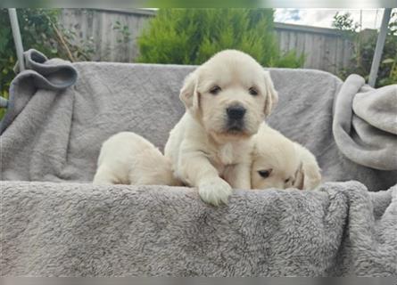 Wunderschöne, beim AKC registrierte Golden Retriever-Welpen. Welpen ab sofort verfügbar.