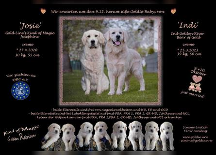 Wir erwarten im Dezember reinrassige Golden Retriever Welpen, die im Februar 25 abgabebereit sind