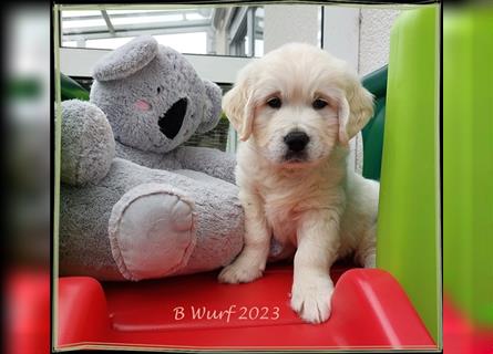 Wir erwarten im Dezember reinrassige Golden Retriever Welpen, die im Februar 25 abgabebereit sind