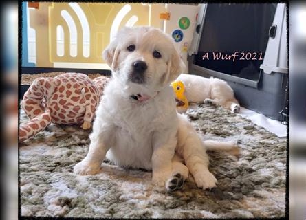 Wir erwarten im Dezember reinrassige Golden Retriever Welpen, die im Februar 25 abgabebereit sind