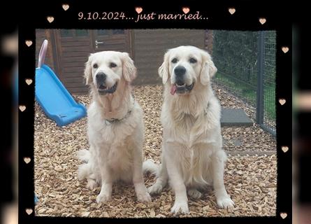 Wir erwarten im Dezember reinrassige Golden Retriever Welpen, die im Februar 25 abgabebereit sind