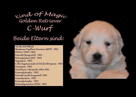 Wir erwarten im Dezember reinrassige Golden Retriever Welpen, die im Februar 25 abgabebereit sind