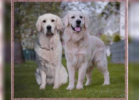 Wir erwarten im Dezember reinrassige Golden Retriever Welpen, die im Februar 25 abgabebereit sind