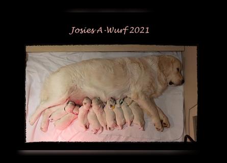 Wir erwarten im Dezember reinrassige Golden Retriever Welpen, die im Februar 25 abgabebereit sind