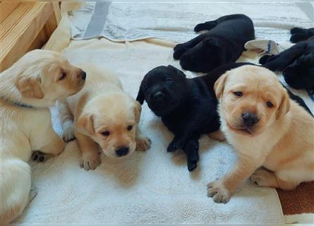 3 helle reinrassige Labrador Rüden wollen gefunden werden