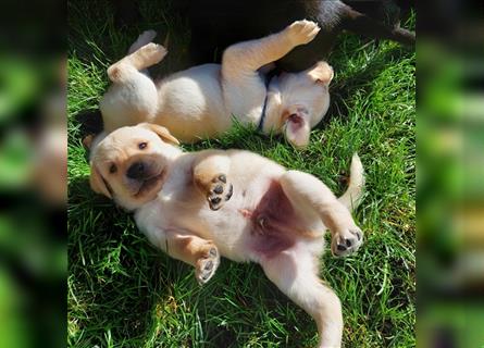 3 helle reinrassige Labrador Rüden wollen gefunden werden