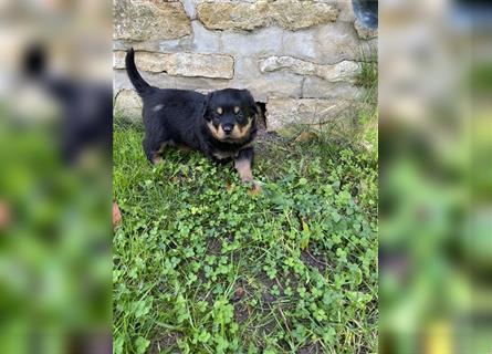 Rottweiler Welpen