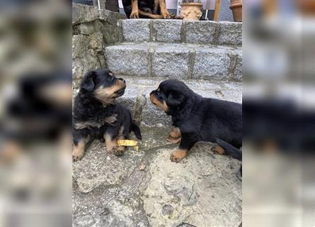 Rottweiler Welpen