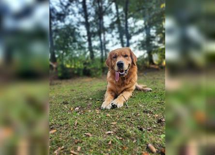 Golden Retriever Arvid reinrassig