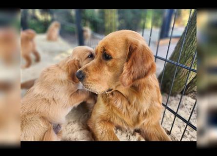 Golden Retriever Arvid reinrassig